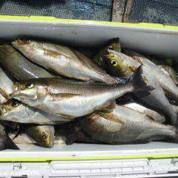 大進丸（愛知） 釣果