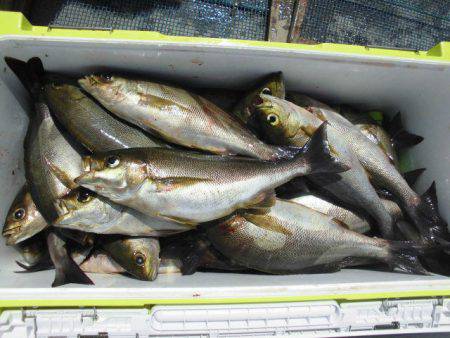 大進丸（愛知） 釣果