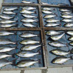 大進丸（愛知） 釣果