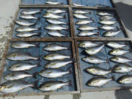 大進丸（愛知） 釣果