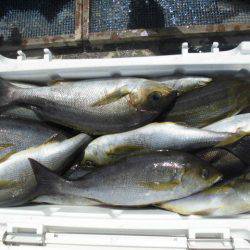 大進丸（愛知） 釣果