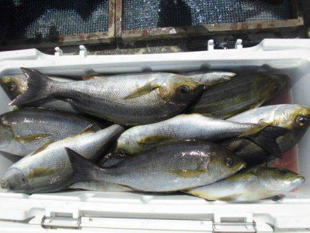 大進丸（愛知） 釣果