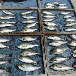 大進丸（愛知） 釣果