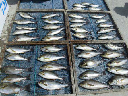 大進丸（愛知） 釣果