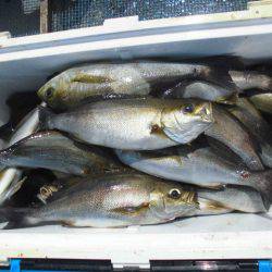 大進丸（愛知） 釣果