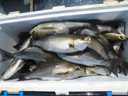 大進丸（愛知） 釣果