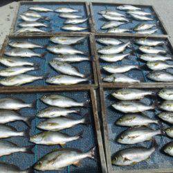 大進丸（愛知） 釣果