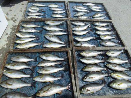 大進丸（愛知） 釣果