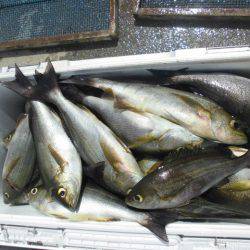 大進丸（愛知） 釣果