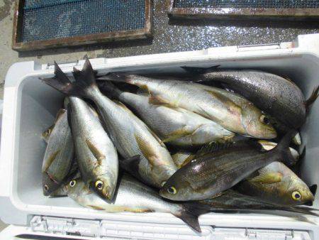 大進丸（愛知） 釣果