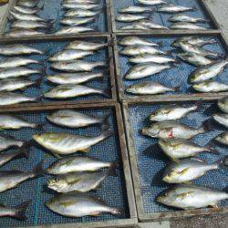 大進丸（愛知） 釣果