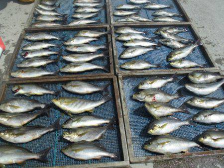 大進丸（愛知） 釣果