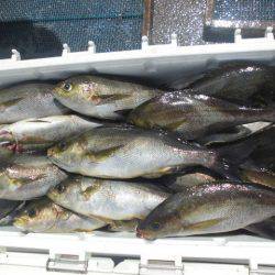 大進丸（愛知） 釣果