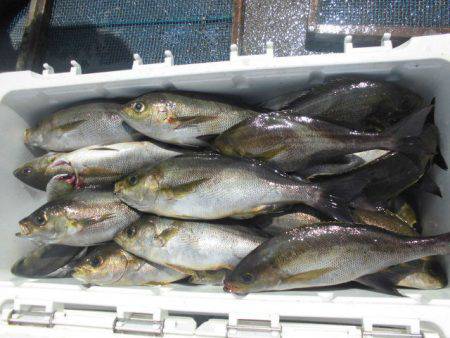 大進丸（愛知） 釣果