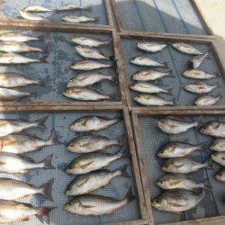 大進丸(愛知) 釣果