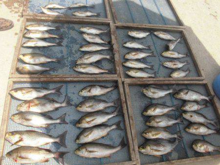 大進丸（愛知） 釣果