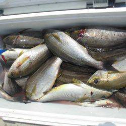 大進丸(愛知) 釣果