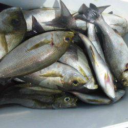 大進丸(愛知) 釣果