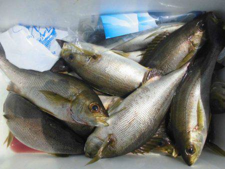 大進丸(愛知) 釣果