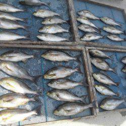 大進丸(愛知) 釣果