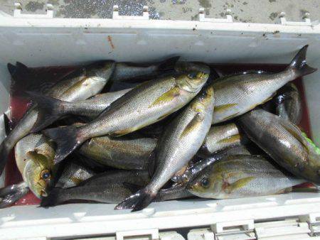 大進丸(愛知) 釣果