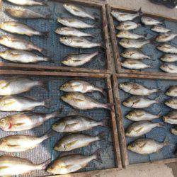 大進丸(愛知) 釣果