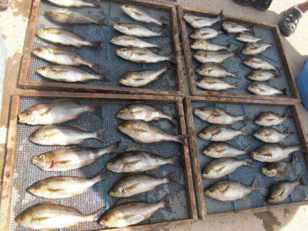 大進丸(愛知) 釣果