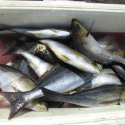 大進丸(愛知) 釣果