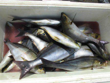 大進丸(愛知) 釣果