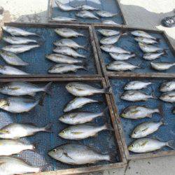 大進丸(愛知) 釣果