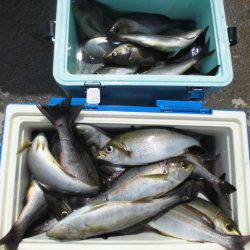 大進丸(愛知) 釣果