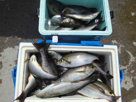 大進丸(愛知) 釣果