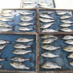 大進丸(愛知) 釣果