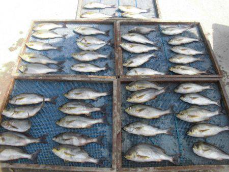 大進丸(愛知) 釣果