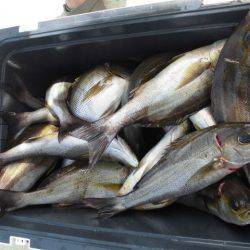 大進丸(愛知) 釣果