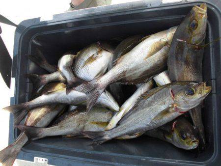 大進丸(愛知) 釣果