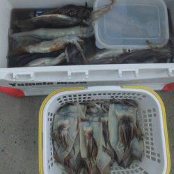 大進丸(愛知) 釣果