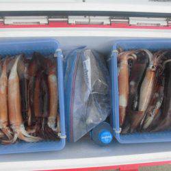 大進丸(愛知) 釣果