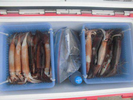 大進丸(愛知) 釣果