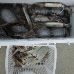 大進丸(愛知) 釣果