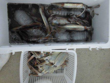 大進丸(愛知) 釣果