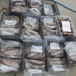 大進丸(愛知) 釣果