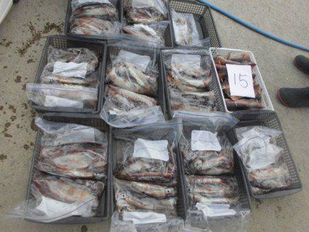 大進丸(愛知) 釣果