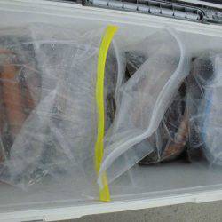 大進丸(愛知) 釣果