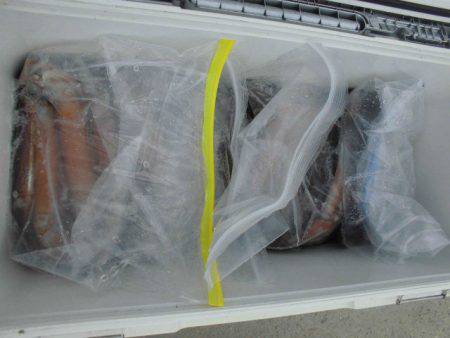 大進丸(愛知) 釣果