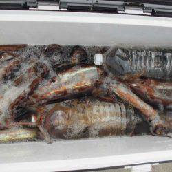 大進丸(愛知) 釣果