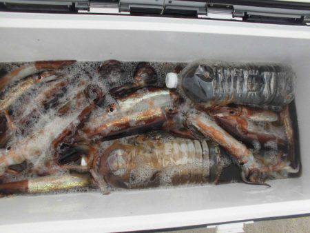 大進丸(愛知) 釣果