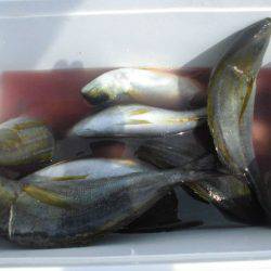 大進丸（愛知） 釣果