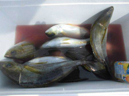 大進丸（愛知） 釣果