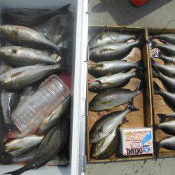 大進丸（愛知） 釣果